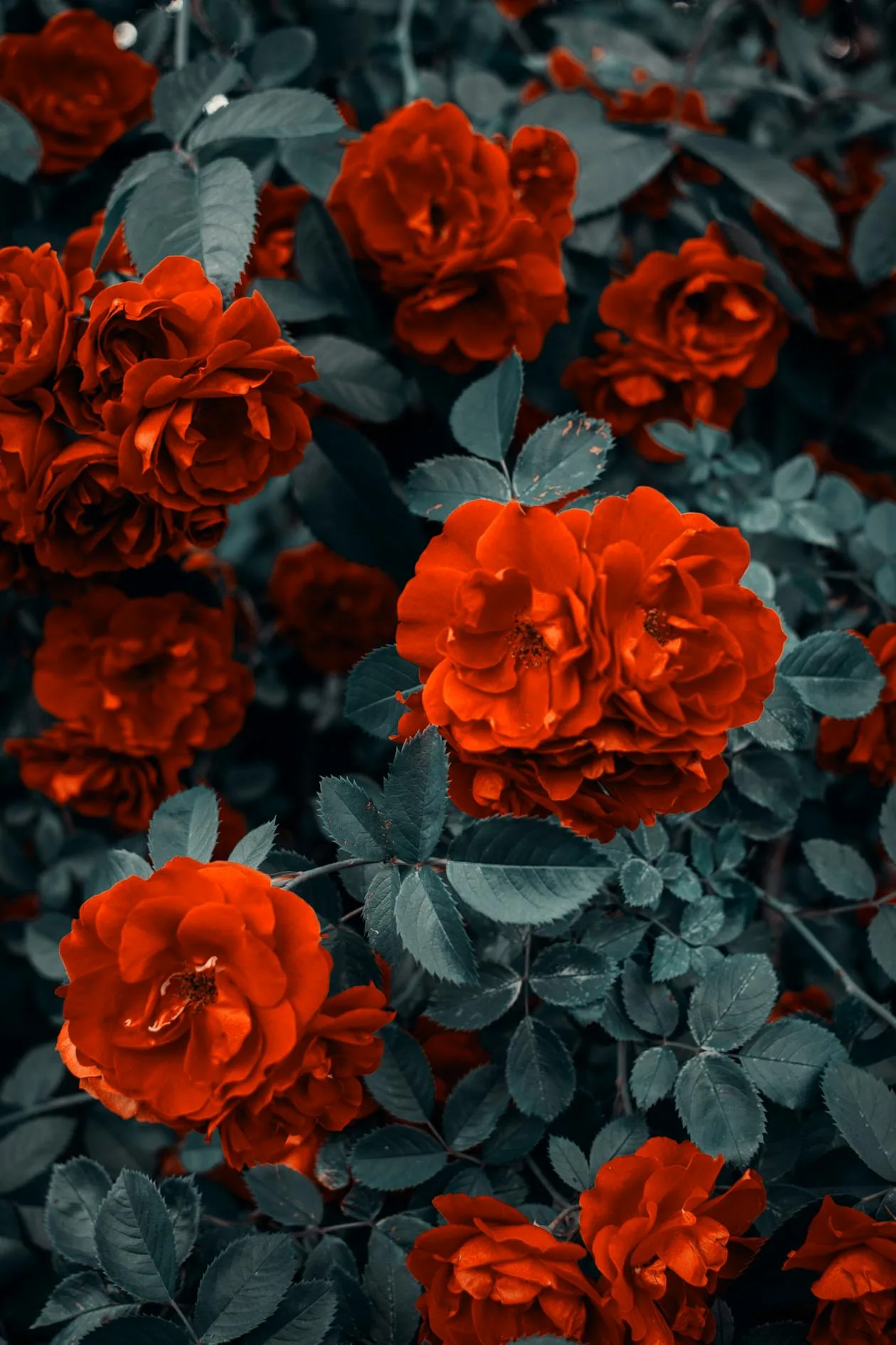 A bunch of vibrant red roses perfect for a romantic occasion