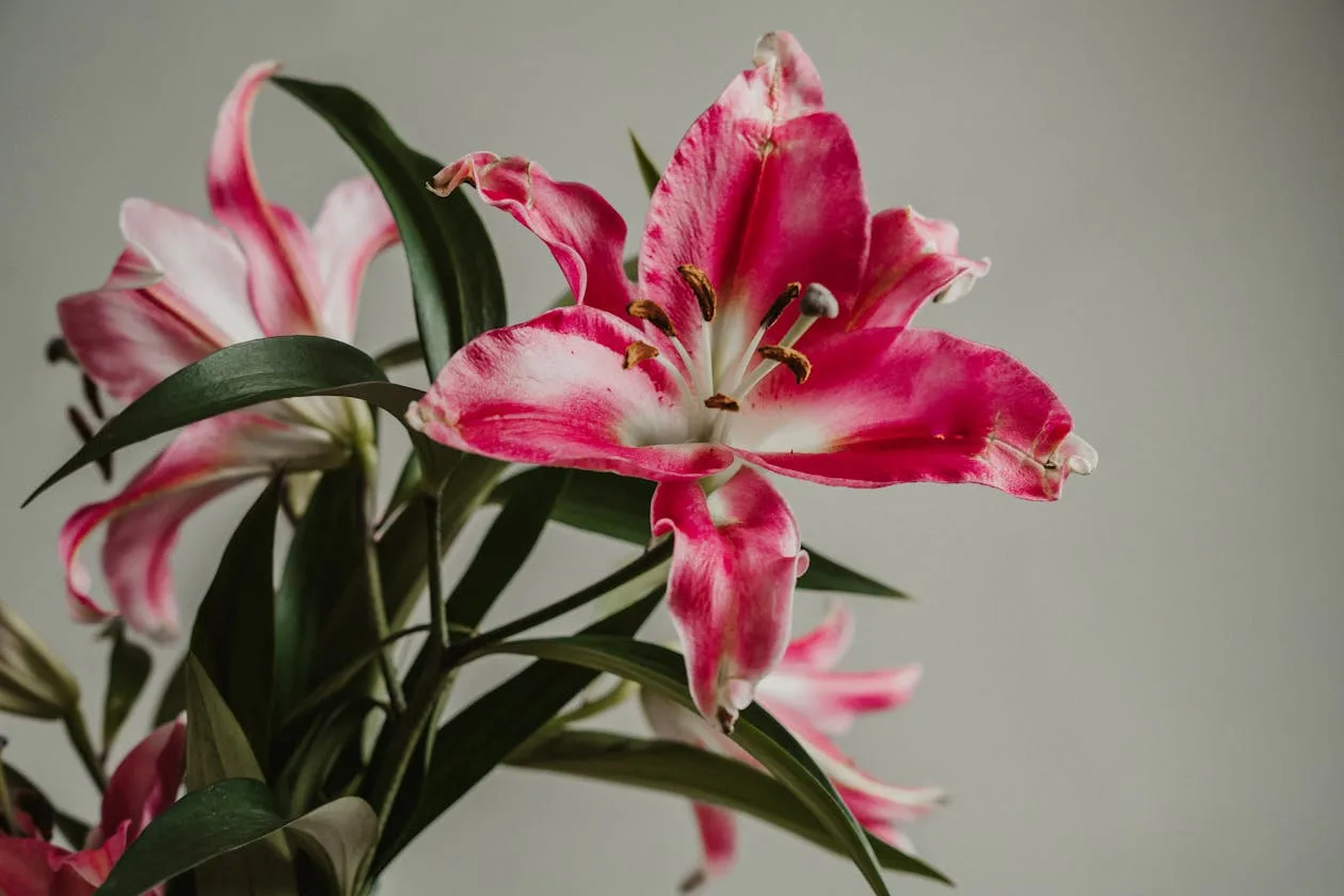 White lilies