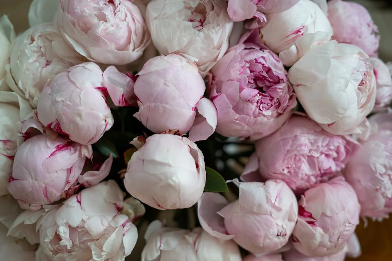 Pink peonies
