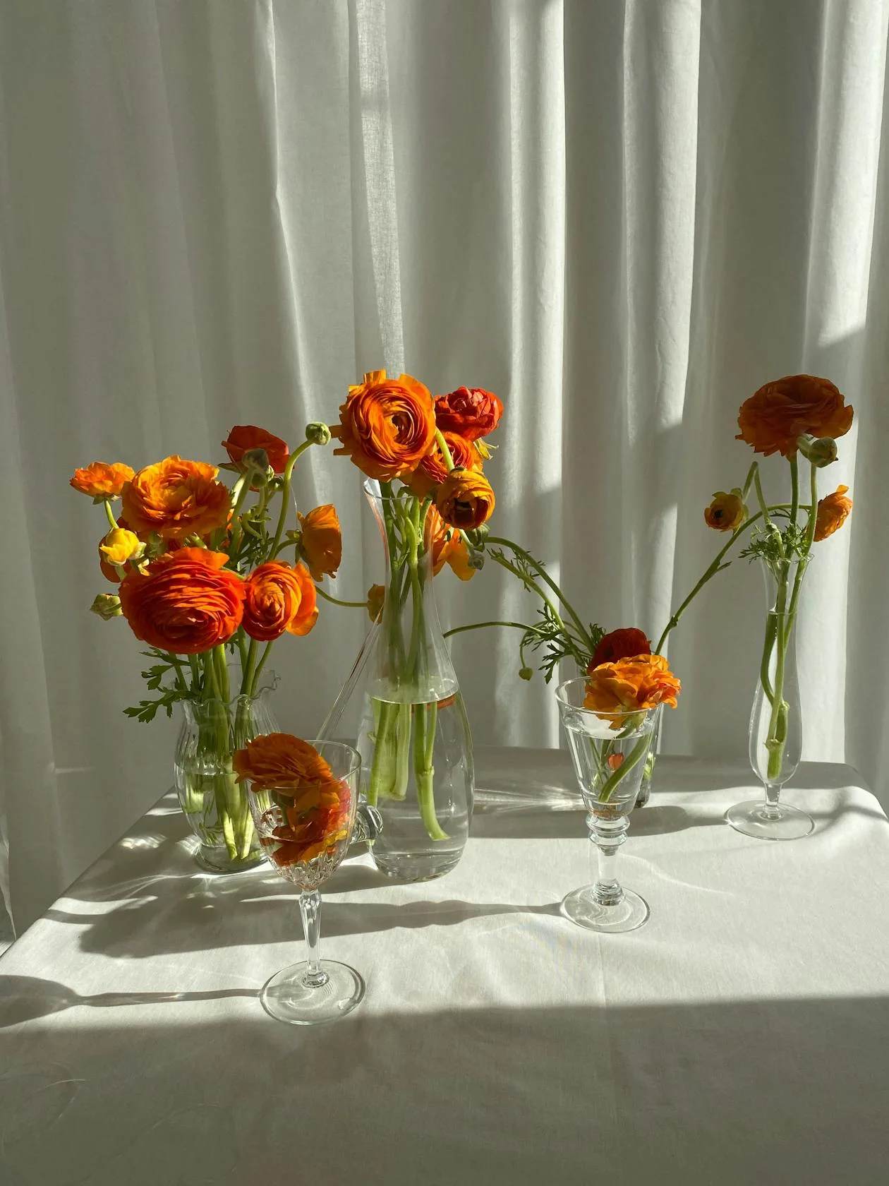 Orange ranunculus flowers in glass vases on a sunlit white table